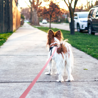 Non-slip Waterproof Dog Leash